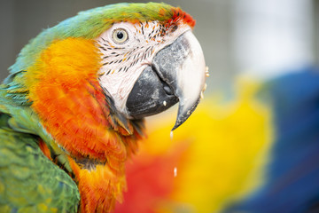 Close up of the macaw bird.