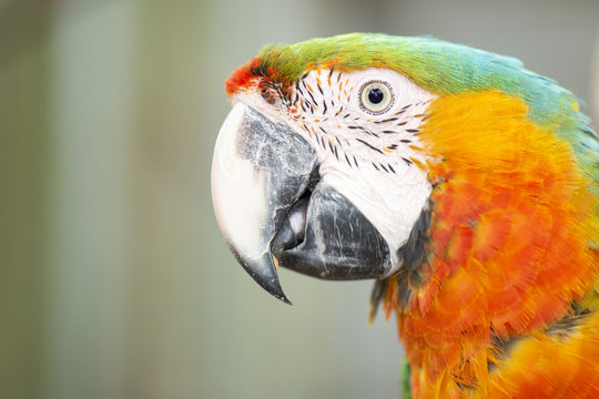 Close up of the macaw bird.
