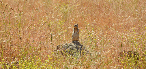 Chipmunk leader in Mission Peak