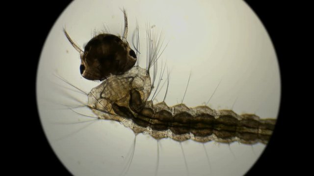 larva of a mosquito under a microscope