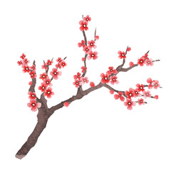 Sakura branch as design element. Spring sakura in hand drawn watercolor style. Flowering branch isolated on white background
