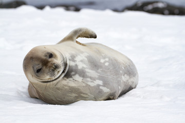 Weddell seal (Leptonychotes weddellii), Antarctic Peninsula