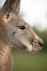 Kangaroo outside during the day time.