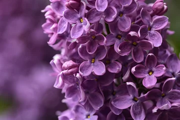 Photo sur Plexiglas Le lilas refleurit avec des fleurs violettes