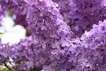 Photo sur Plexiglas Lilas belles panicules de lilas violet