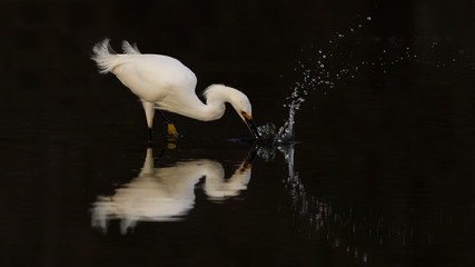 Fishing Snowy Egret