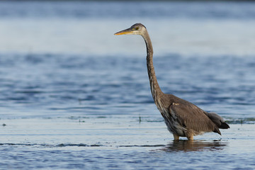 Great Blue Heron
