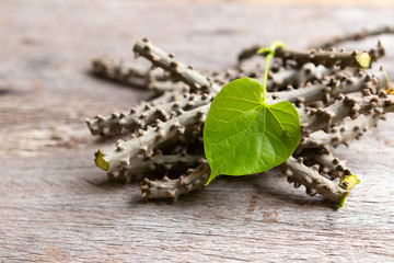 heart leaf moonseed herb for healthy, Tinospora cordifolia (Willd)., Menispermaceae