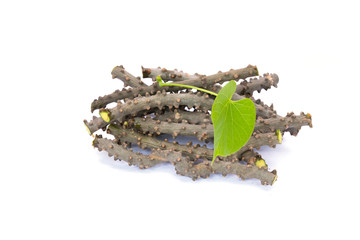 heart leaf moonseed herb for healthy, Tinospora cordifolia (Willd)., Menispermaceae