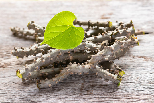 heart leaf moonseed herb for healthy, Tinospora cordifolia (Willd)., Menispermaceae
