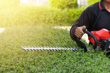 Home and garden concept. Hedge trimmer in action. Bush trimming work. Shrubs pruning. Gardening and cutting activities.