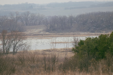 Fototapeta premium Snow Geese at Riverton