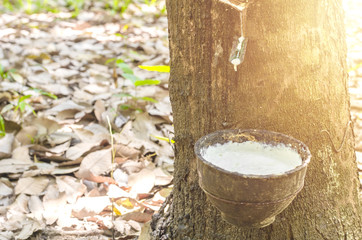 Tapping Rubber Latex extracted from rubber tree.