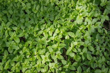 Fototapeta na wymiar A pattern of green leaves of plants. View from above.