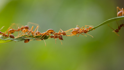 Ant action standing.Ant bridge unity team,Concept team work together