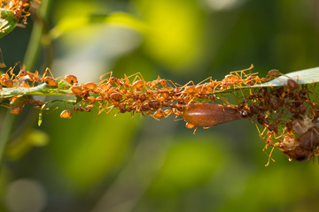 Ant action standing.Ant bridge unity team,Concept team work together