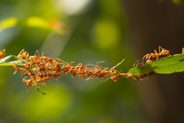 Ant action standing.Ant bridge unity team,Concept team work together