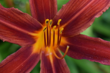 Blüte, rot, orange