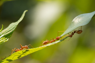 Ant action standing.Ant bridge unity team,Concept team work together