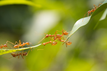 Ant action standing.Ant bridge unity team,Concept team work together