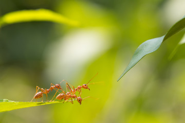 Ant action standing.Ant bridge unity team,Concept team work together
