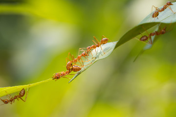 Ant action standing.Ant bridge unity team,Concept team work together