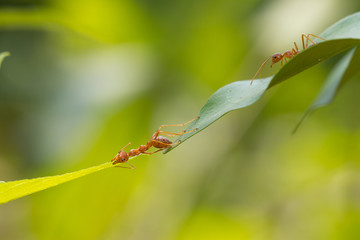 Ant action standing.Ant bridge unity team,Concept team work together