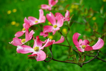 Fototapeta na wymiar (Cornus florida)dogwood blooming in the shade of pink. Selective focus 
