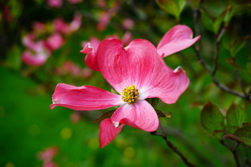 (Cornus florida)dogwood blooming in the shade of pink. Selective focus
