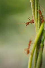 Ant action standing on green blur background,design for natural background