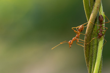 Ant action standing on green blur background,design for natural background