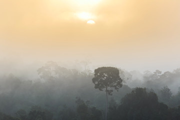 Silhouette trees in front of foggy valley and Forrest  with sun rise in cloudy sky background