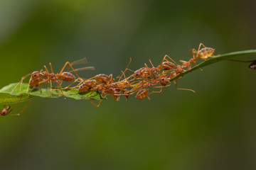 Ant action standing.Ant bridge unity team,Concept team work together