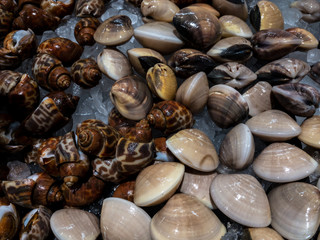 Fresh seafood including Oyster, Shell, squid and shrimp in ice basket