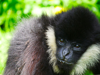 Gibbon