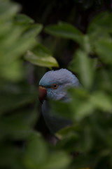 Cheeky parrot hiding in bush