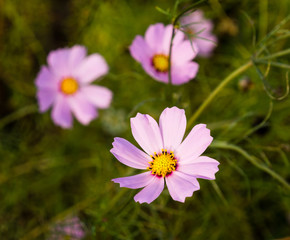 Three pink cosmos flowers background