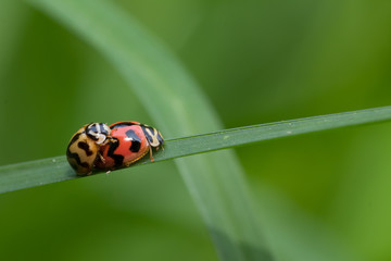 Natural background love making ladybugs couple on green background. Valentine background.