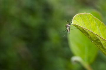 Aedes aegypti Mosquito. Close up a Mosquito on leaf