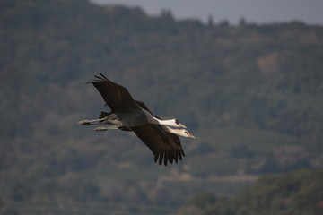 ナベヅルの飛翔