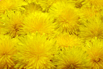 bouquet yellow flowers of dandelions, spring bright background, floral texture