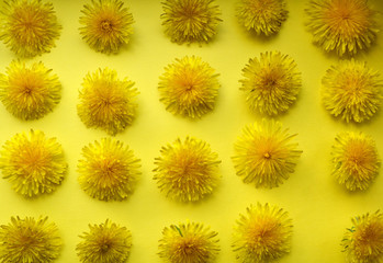 A floral pattern of fresh yellow dandelion flowers on yellow background. A beautiful spring composition. flat, top view