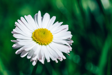 Fototapeta premium Camomile on a green background closeup