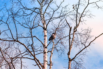 Bird grey crow sits on bare branches of birch trees in spring on bright blue sky background, spring landscape
