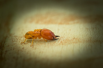 termites damage home, macro close up termites on wooden background