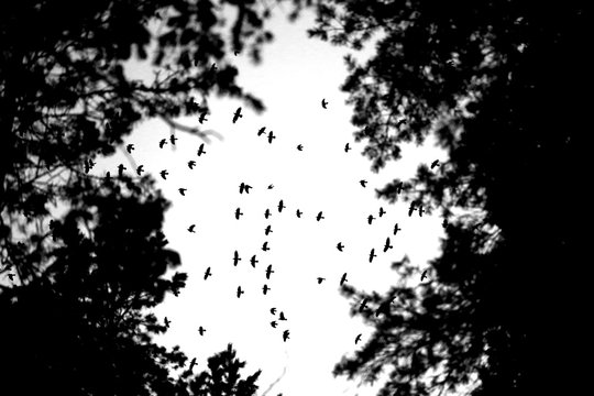 Photo flight of a flock of birds