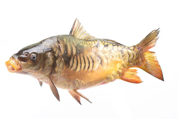 Fish carp