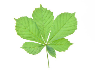 Leaf chestnut