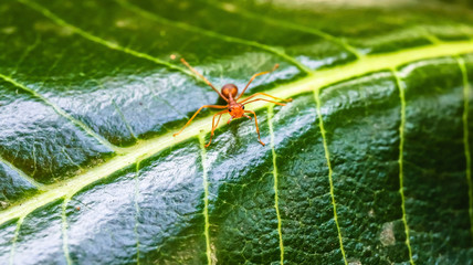 close up macro of red ant on the green leaf