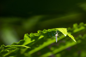 Aedes aegypti Mosquito. Close up a Mosquito on leaf,